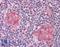 Interleukin 21 Receptor antibody, LS-B572, Lifespan Biosciences, Immunohistochemistry paraffin image 