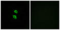 Arylsulfatase D antibody, abx014210, Abbexa, Western Blot image 