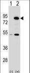 THO Complex 1 antibody, LS-C161857, Lifespan Biosciences, Western Blot image 