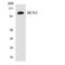 Hyperpolarization Activated Cyclic Nucleotide Gated Potassium And Sodium Channel 2 antibody, LS-C292045, Lifespan Biosciences, Western Blot image 