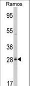 6-Phosphogluconolactonase antibody, LS-C163551, Lifespan Biosciences, Western Blot image 