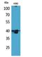 G Protein-Coupled Receptor 87 antibody, STJ96803, St John