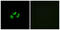 Sodium Voltage-Gated Channel Alpha Subunit 7 antibody, abx014896, Abbexa, Immunofluorescence image 