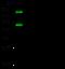 P105 antibody, 51163-T52, Sino Biological, Western Blot image 