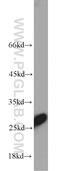 Triosephosphate Isomerase 1 antibody, 10713-1-AP, Proteintech Group, Western Blot image 