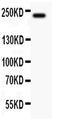 Mucin 4, Cell Surface Associated antibody, PA5-79703, Invitrogen Antibodies, Western Blot image 