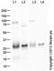 Elastase, Neutrophil Expressed antibody, ab68672, Abcam, Western Blot image 