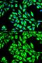 Eukaryotic Translation Elongation Factor 1 Alpha 1 antibody, LS-B13851, Lifespan Biosciences, Immunofluorescence image 