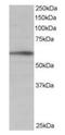 BAI1 Associated Protein 2 antibody, orb18761, Biorbyt, Western Blot image 