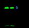 S100 Calcium Binding Protein A6 antibody, GTX02202, GeneTex, Immunoprecipitation image 