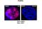PARP2 antibody, ARP33758_P050, Aviva Systems Biology, Immunofluorescence image 