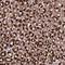 TM2 Domain Containing 2 antibody, NBP2-30917, Novus Biologicals, Immunohistochemistry paraffin image 