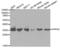 Protein Phosphatase 4 Catalytic Subunit antibody, abx001721, Abbexa, Western Blot image 