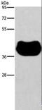 Histamine Receptor H2 antibody, LS-C403223, Lifespan Biosciences, Western Blot image 