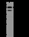 6-Phosphofructo-2-Kinase/Fructose-2,6-Biphosphatase 3 antibody, 204261-T38, Sino Biological, Western Blot image 