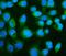 CGAS antibody, A31676-1, Boster Biological Technology, Immunofluorescence image 