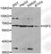 Heat Shock Transcription Factor 2 antibody, A2747, ABclonal Technology, Western Blot image 