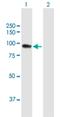 SH3 Domain Containing Kinase Binding Protein 1 antibody, H00030011-B01P, Novus Biologicals, Western Blot image 