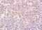 Killer cell immunoglobulin-like receptor 2DL4 antibody, orb5812, Biorbyt, Immunohistochemistry paraffin image 