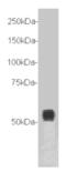 Transmembrane Protein 132A antibody, MBS856681, MyBioSource, Western Blot image 