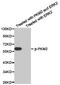 PKM antibody, TA327597, Origene, Western Blot image 