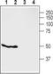 G Protein-Coupled Receptor 119 antibody, PA5-77449, Invitrogen Antibodies, Western Blot image 