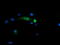 Snail2 antibody, LS-C174043, Lifespan Biosciences, Immunofluorescence image 