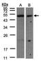 Caspase Recruitment Domain Family Member 8 antibody, GTX102395, GeneTex, Western Blot image 