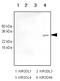 Killer Cell Immunoglobulin Like Receptor, Two Ig Domains And Short Cytoplasmic Tail 4 antibody, LS-C93762, Lifespan Biosciences, Western Blot image 