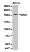 Host Cell Factor C1 antibody, A01729-1, Boster Biological Technology, Western Blot image 