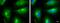 TOR antibody, NBP2-43658, Novus Biologicals, Immunocytochemistry image 
