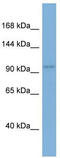 Argonaute RISC Component 1 antibody, TA334444, Origene, Western Blot image 