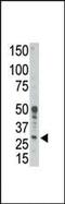 BCL2 Related Protein A1 antibody, PA5-11376, Invitrogen Antibodies, Western Blot image 