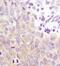 Glycogen Synthase 1 antibody, MA5-15022, Invitrogen Antibodies, Immunohistochemistry frozen image 
