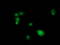 SAM And HD Domain Containing Deoxynucleoside Triphosphate Triphosphohydrolase 1 antibody, TA502050, Origene, Immunofluorescence image 