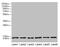 T Cell Leukemia Translocation Altered antibody, CSB-PA023331LA01HU, Cusabio, Western Blot image 