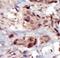 Sphingosine Kinase 2 antibody, LS-C100772, Lifespan Biosciences, Immunohistochemistry frozen image 