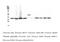 Apurinic/Apyrimidinic Endodeoxyribonuclease 1 antibody, M00627, Boster Biological Technology, Western Blot image 