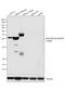 Actin Alpha 1, Skeletal Muscle antibody, MA5-11874, Invitrogen Antibodies, Western Blot image 