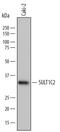 Sulfotransferase Family 1C Member 2 antibody, AF7458, R&D Systems, Western Blot image 