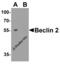 Beclin 2 antibody, 7989, ProSci Inc, Western Blot image 