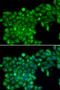 TNF Superfamily Member 13 antibody, LS-C331378, Lifespan Biosciences, Immunofluorescence image 