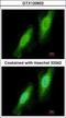 Tripartite Motif Containing 41 antibody, GTX120602, GeneTex, Immunocytochemistry image 