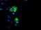 Protein Phosphatase 1 Regulatory Subunit 15A antibody, NBP2-01787, Novus Biologicals, Immunofluorescence image 