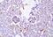 SET Nuclear Proto-Oncogene antibody, orb100693, Biorbyt, Immunohistochemistry paraffin image 