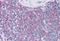 TNF Alpha Induced Protein 3 antibody, MBS244377, MyBioSource, Immunohistochemistry frozen image 