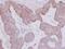 Monoamine Oxidase B antibody, GTX113771, GeneTex, Immunohistochemistry paraffin image 