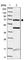 Transmembrane Protein 87B antibody, HPA035183, Atlas Antibodies, Western Blot image 