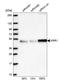 KRR1 Small Subunit Processome Component Homolog antibody, HPA043433, Atlas Antibodies, Western Blot image 