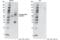 Receptor Interacting Serine/Threonine Kinase 3 antibody, 93654S, Cell Signaling Technology, Western Blot image 